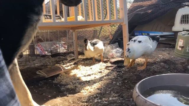 Too Cute. Puppy And Duckling Moments.