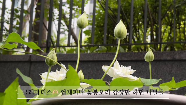 클레마티스 흰색 겹클레마티스 퍼스트러브