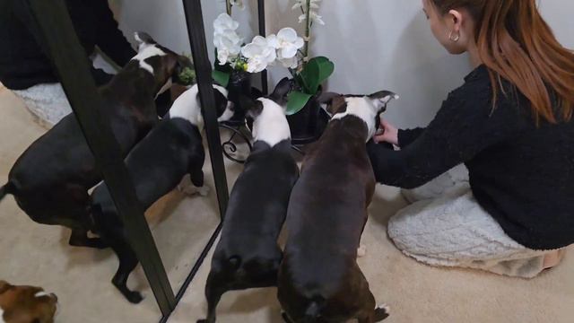 My Dogs First Time Seeing Themselves In The Mirror 😂