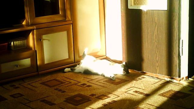 кот балдеет на солнце..