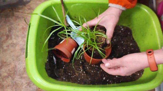 Спасаем петунию#влог#сибирь#дача#огород#рассада#цветы#садоводство