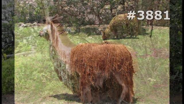 #3881. Ламы (В мире животных)