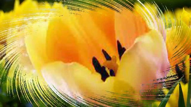 Я впечатлен этой потрясающей мелодией!!!  РАЗНОЙ КРАСОТЫ ПТИЦЫ ... Тебе дорогая!!!