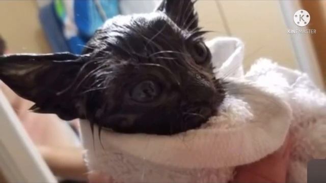 К парню, рыбачившему у озера, подошел крошечный бездомный котёнок и попросил забрать его с собой