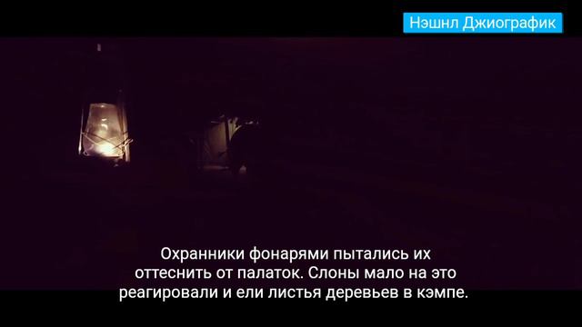 Слоны на ужине