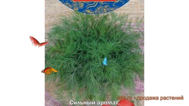 Укроп обыкновенный Император (imperator) ? укроп Император обзор: как сажать семена укропа Императо