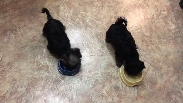 Кормление йорка) в чужой тарелке всегда вкуснее)