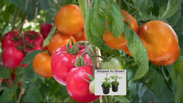 Cottage Farms Mighty Mato Brandywine Duo On QVC