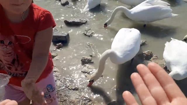 Кормление лебедей с рук.