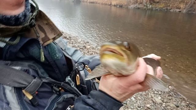 Таймешка отпущен в родную стихию