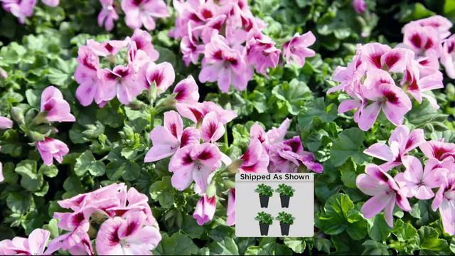 Roberta's 4-piece Scented Citronella Geranium Collection On QVC
