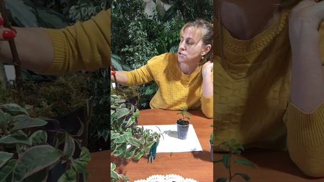 Фуксии на штамбе . Начинаю м готовить черенки фуксий для штамба .