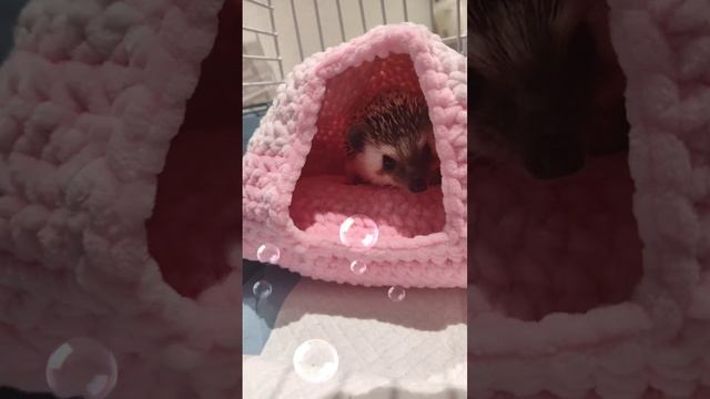 плюшевый домик для ёжика Аси крючком #амигуруми #втренде #вязаниекрючком #африканскийеж