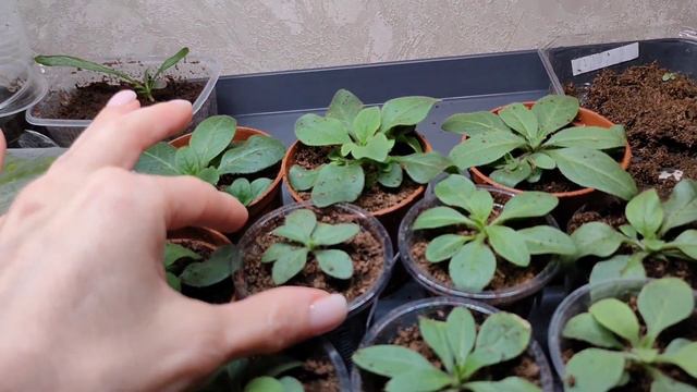 Петуния в условиях квартиры без танцев с бубнами - это возможно!