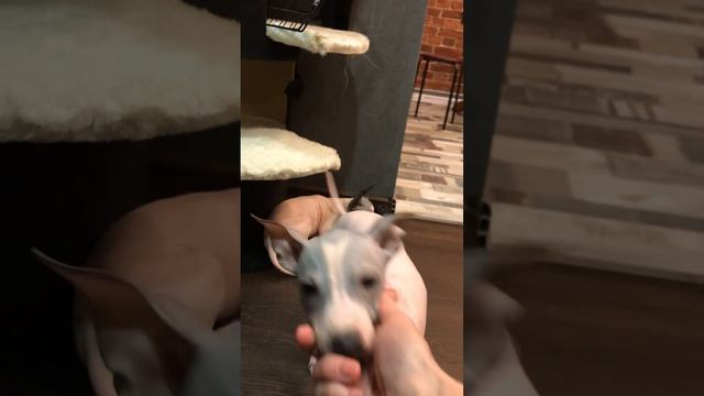 Девочки агт продаются СПб