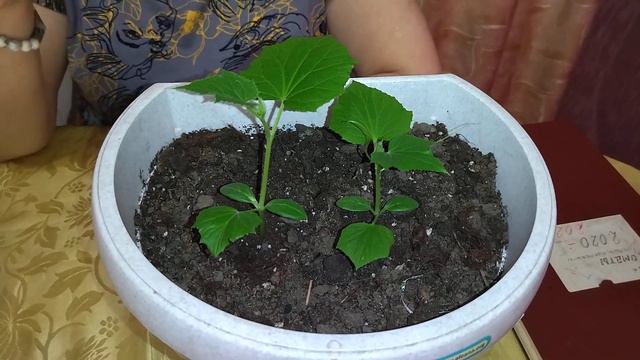 ВИДЕООТЧЁТ: ОГОРОД НА ПОДОКОННИКЕ.