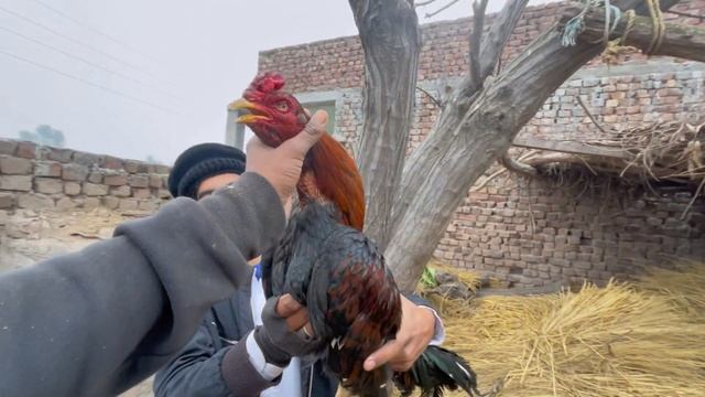Dost K Birds Ka Shok Kia Or Cheena Murga B Ly Lia??
