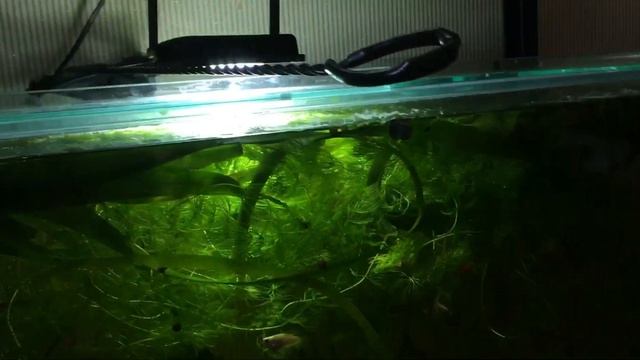 Аквариумистика с малышом. Аквариумы. Рыбки