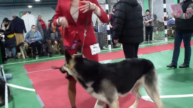 кобели рабочий Bestdog.mybb.ru