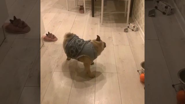 Моя собака @мопс