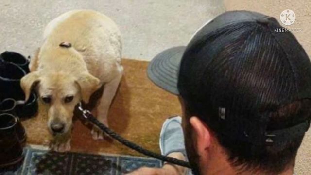 Восьмилетняя собачка поселилась на стоянке, рядом с бывшим домом, откуда её выгнали хозяева