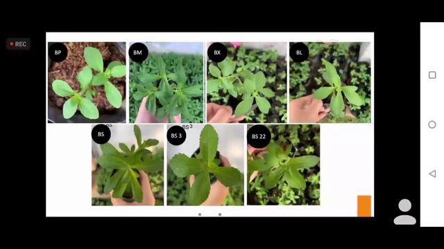Webinar Tehnik Mikropropagasi Tanaman Dan Hasil Editing Stevia ( Part 2),14 April 2021