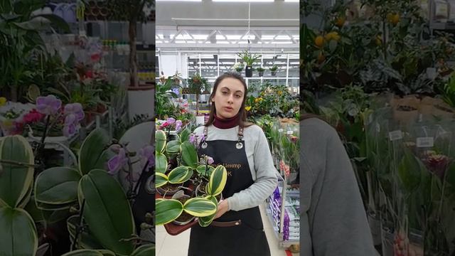 Цветы в горшках