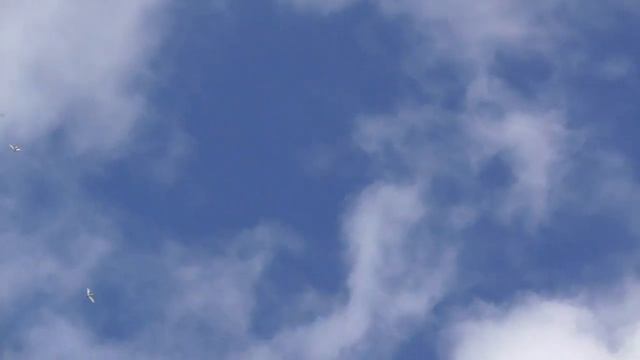 В дневную жару голуби летят лучше. Вороны танцуют в небе.