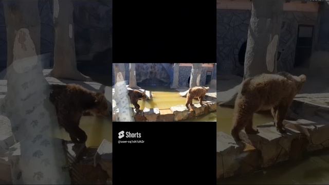 #биосфера#зоопарк#медведь.mp4