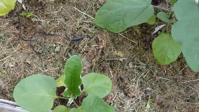 КОНТРОЛЬ ТЕМПЕРАТУРЫ в ТЕПЛИЦЕ. БЕСКОНТАКТНОЕ ИЗМЕРЕНИЕ ТЕМПЕРАТУРЫ. ТопСад