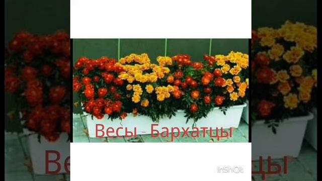 Какой ты цветок по знаку зодиака ?