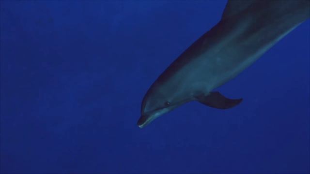 #природа #живоймир #горы #ледники #водопады #океан #рыбы #птицы  #жирафы  #слоны #львы #лес #музыка