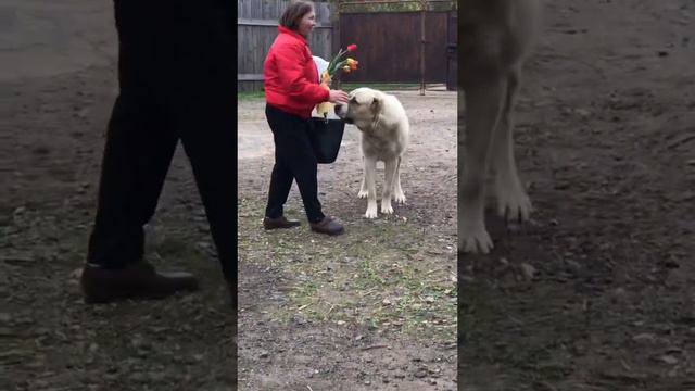 ДЕТЯМ  60-70-80-ЫХ ПОСВЯЩАЕТСЯ +375447438506 ЩЕНКИ