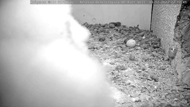 ДОБРИЙ ПУХ У СОВЕНЯТ. РІТ-ВЕЛЛ. РІКА ЕБРО. ІСПАНІЯ 3-12-23-BARN OWL. RIET VELL. DELTA DEL EBRO SPAI