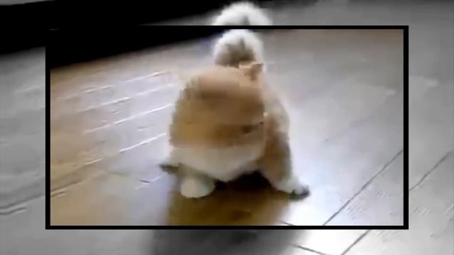 Кот манчкин. Домашний любимец.