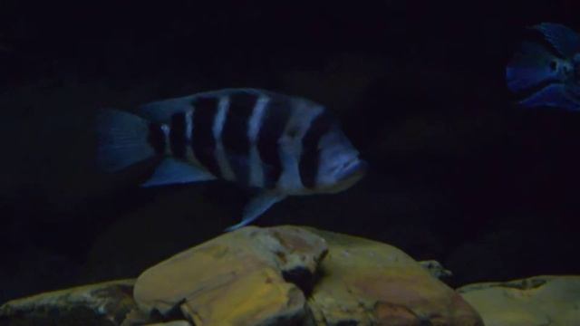 Самка Фронтозы Бурунди с икрой