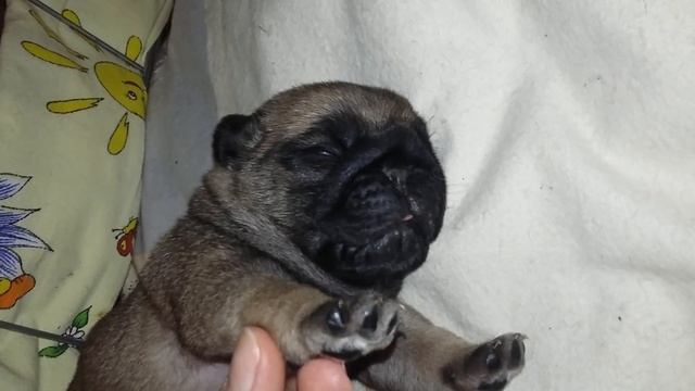 Щенки мопса. 16 дней