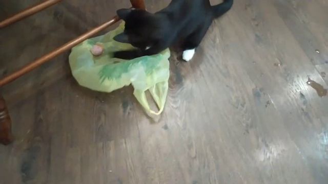 Кот забавно играит Смишное видио