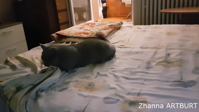 БРИТАНСКАЯ кошка Моника укладывается спать British Cat