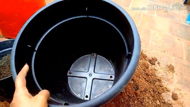 Plants From Tamil One Film Channel Review🌿 And Planting 💐🌱