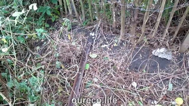 Early October 2019  Tomatoes, Beans, Hedges, Making Nettle Fertiliser