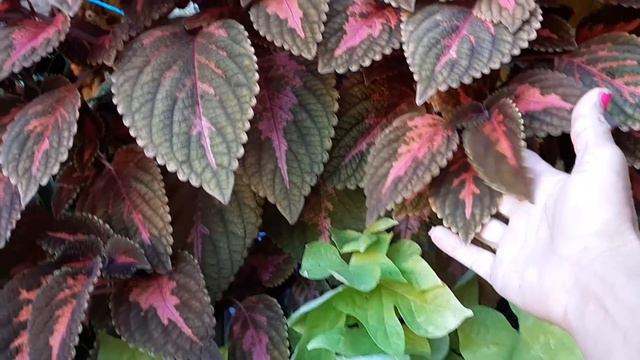 Como Sembrar En El Suelo 🌷 La Planta Crossandra Y Sus Cuidados 🌷