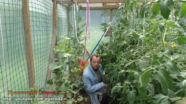 Недостатки моей теплицы