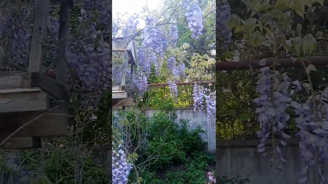Зацвела глициния.