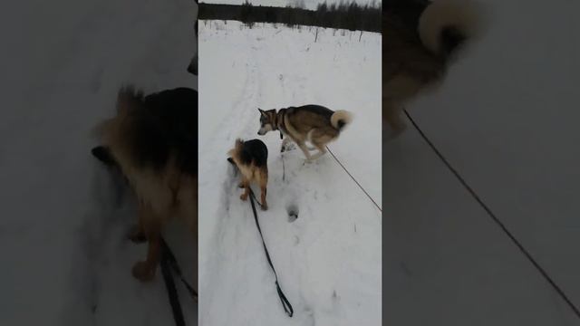 аляскенский маламут 10 месяцев и дворняжка 10 лет