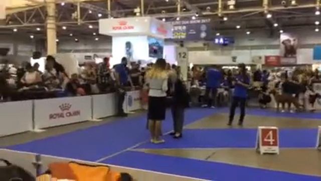 EDS. 2017. Август. Ринг Родезийский риджбек. Класс Чемпионы.