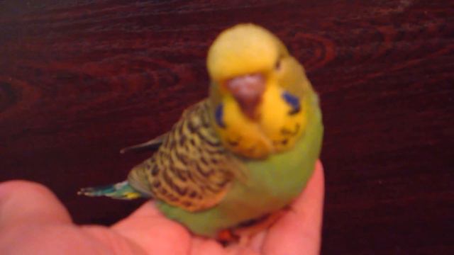 Зеленый Чех птенец Мальчик