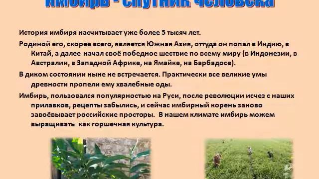 Имбирь чудо корень