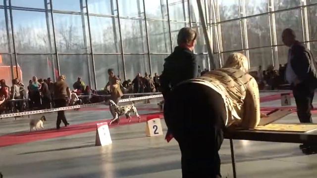 Фавори моно далматинов выбор ЛК