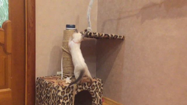 Смешной, маленький тайский котенок!
